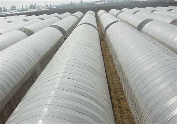 山東溫室大棚廠家